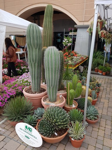 Vorresti un bel giardino o un terrazzo ricco di colori ma non hai tempo? Scopri il mondo dei cactus e e delle succulente con AG Sanremo