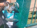 Sanremo: cancello dell'area cani crollato su una donna, la saldatura ha tenuto e non è esclusa la manomissione (Foto) Sanremo: cancello dell'area cani crollato su una donna, la saldatura ha tenuto e non è esclusa la manomissione (Foto)