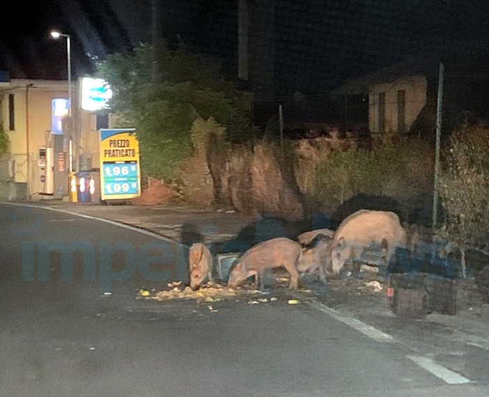 Pigna: troppi cinghiali in giro a pochi metri dai residenti, scatta l'ordinanza del sindaco
