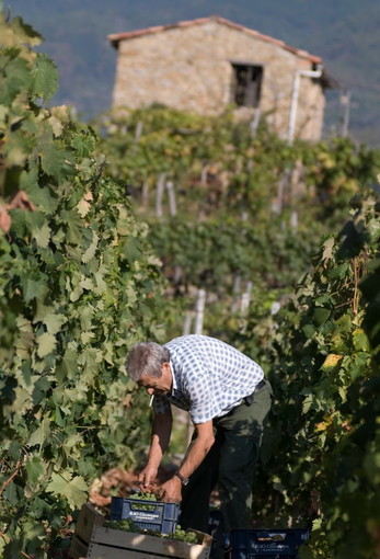 Caccia al cinghiale e coltivazioni rovinate: la risposta di Luca alla nostra lettrice Cristina