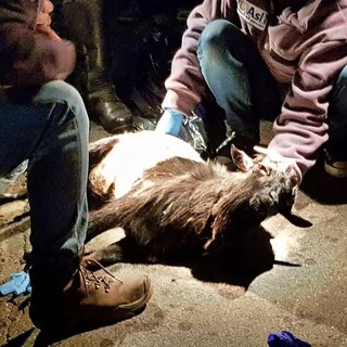 Capretta gettata viva nel cassonetto a Bordighera: Enpa “Chi ha visto parli, il colpevole deve pagare!” Capretta gettata viva nel cassonetto a Bordighera: Enpa “Chi ha visto parli, il colpevole deve pagare!”