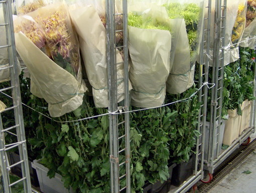 Sanremo: 2 novembre, picco di richieste per i crisantemi