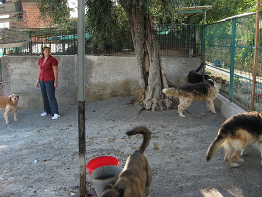 Ventimiglia: strada per Varase non più percorribile per il nuovo canile, intervento della Lega del Cane Ventimiglia: strada per Varase non più percorribile per il nuovo canile, intervento della Lega del Cane