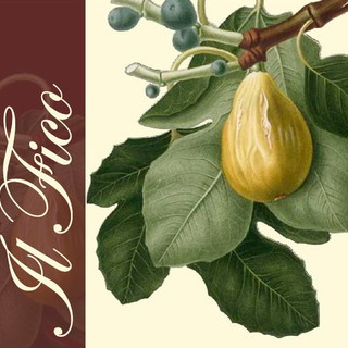 Doppio appuntamento a Sanremo e Bordighera per il convegno organizzato sull'albero di fico Doppio appuntamento a Sanremo e Bordighera per il convegno organizzato sull'albero di fico