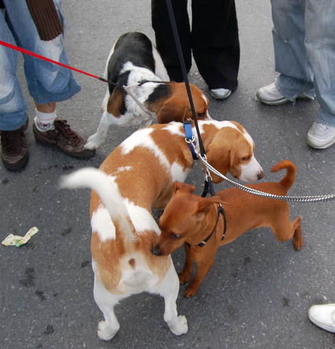 Bordighera: aggressività e fobie nei cani, incontro sulle classi di comunicazione