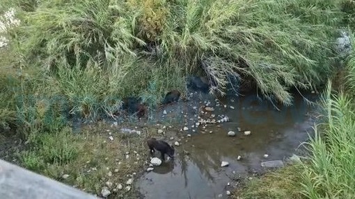 Imperia: sempre più cinghiali nelle città, ecco una 'famigliola' di ungulati sul torrente Impero (Foto e Video) Imperia: sempre più cinghiali nelle città, ecco una 'famigliola' di ungulati sul torrente Impero (Foto e Video)