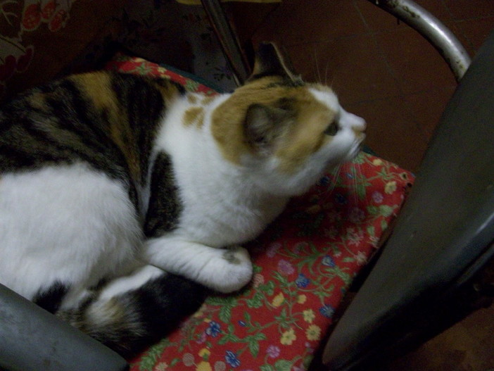 Escursioni giudate con 'Strade' in bici sulla ciclabile