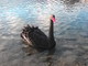 Ventimiglia: le foto di uno splendido cigno nero alla foce del fiume Roya nella città di confine