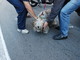 Sanremo: cane abbandonato in via Caduti del Lavoro, le indicazioni di una lettrice