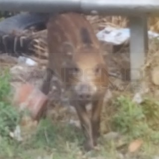 Ventimiglia: i cinghiali sempre più vicini ai centri urbani, eccoli nelle foto scattate a Roverino