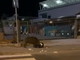 Camporosso: un cinghiale a caccia di cibo nell'area commerciale 'catturato' da un video di un automobilista