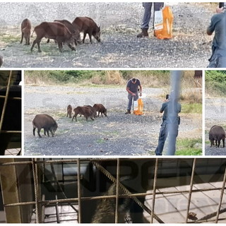 Ventimiglia: agenti della Regione 'armati' di cibo per catturare i cinghiali sul Roya e poi liberarli in montagna (Foto)