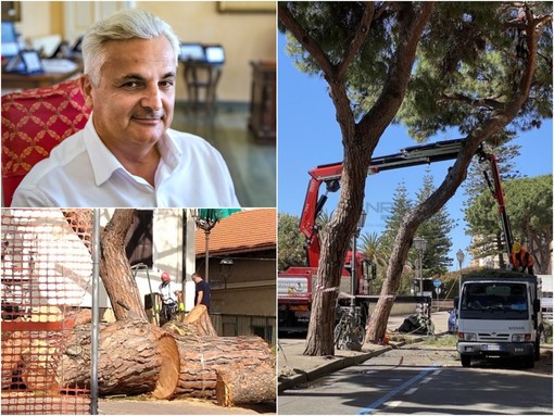 Alberi abbattuti a Sanremo: il comitato P.A.T. attacca il Comune, Menozzi “Priorità alla sicurezza, dove abbiamo radici e asfalto si creano problemi”