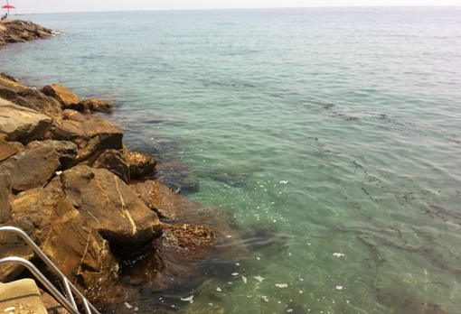 Sanremo: chiazze d'olio in tarda mattinata ai 'Tre Ponti', interviene la Guardia Costiera Sanremo: chiazze d'olio in tarda mattinata ai 'Tre Ponti', interviene la Guardia Costiera