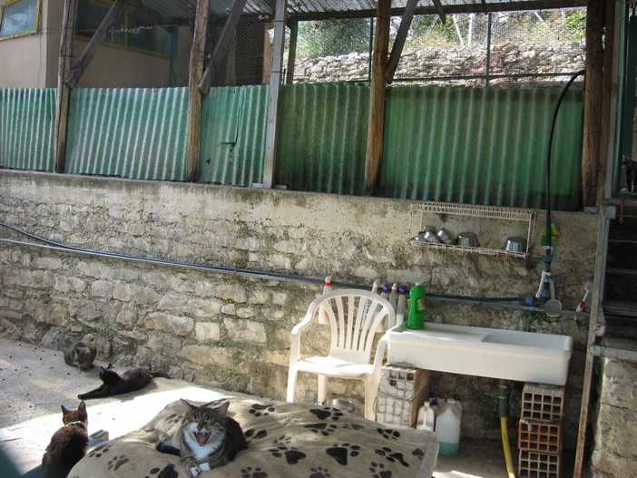 Le foto del canile di Sanremo