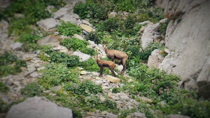 Mendatica: sabato prossimo con il Cte Alpi Liguri una serata di avvistamento dei camosci sul monte Monega Mendatica: sabato prossimo con il Cte Alpi Liguri una serata di avvistamento dei camosci sul monte Monega