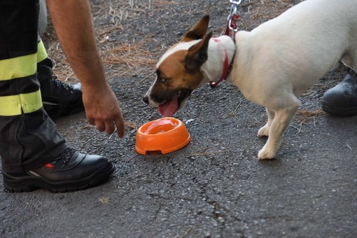 Ventimiglia: lasciano il cane in auto per andare a fare il bagno ai Balzi Rossi, intervento dei VVF (Foto)