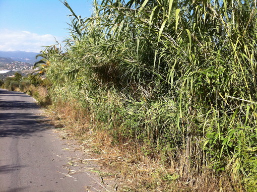 Civezza: canneto sulla carreggia nella zona di Poggi, intervento del nostro lettore Fabio Ballabeni Civezza: canneto sulla carreggia nella zona di Poggi, intervento del nostro lettore Fabio Ballabeni