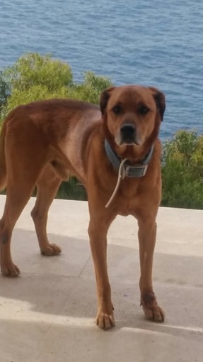 Dolceacqua: ritrovato il cane Cesare, smarrito ieri, avvertiti subiti i suoi proprietari