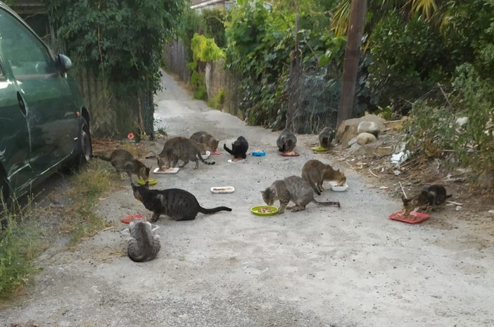 Tra Arma e Taggia una colonia di oltre trenta gatti: chi se ne sta occupando cerca aiuto