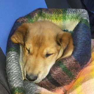 Ventimiglia: non ce l'ha fatta il cagnolino trovato nell'immondizia a Bevera, inutili le cure del veterinario