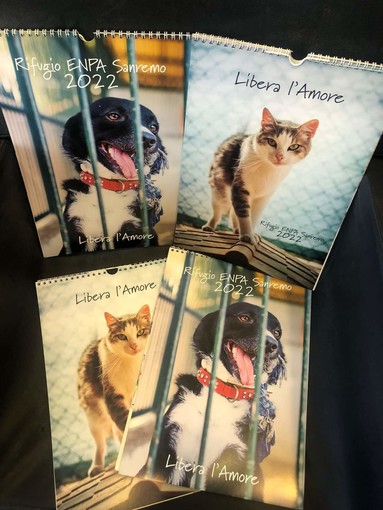 Un amico nuovo ogni mese: ecco il calendario con i cani e i gatti ospiti dell'Enpa per aiutare i '4 Zampe'