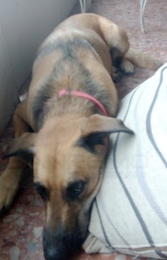 Sanremo: trovata nella zona di San Romolo la cagnolina nella foto, l'appello per i proprietari