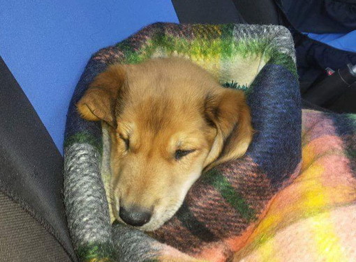 Ventimiglia: cagnolino forse regalato per Natale trovato abbandonato nel bidone dell'immondizia