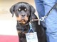 #Sanremo2019: anche quest'anno un cagnolino accreditato al Festival, ecco 'Dux' con il suo pass (Foto)
