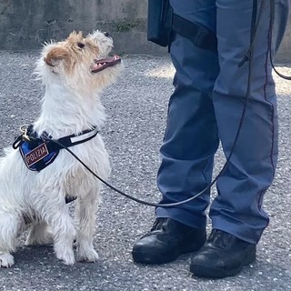 Sanremo: la Polizia con le unità cinofile ha incontrato gli alunni delle scuole Pascoli e Cassini