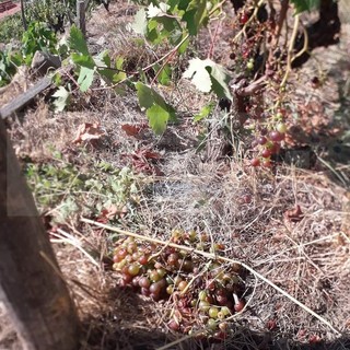 Soldano: i cinghiali devastano i vigneti di Rossese, dalla 'Poggi dell'Elmo' la richiesta di aiuto alle Istituzioni (Foto) Soldano: i cinghiali devastano i vigneti di Rossese, dalla 'Poggi dell'Elmo' la richiesta di aiuto alle Istituzioni (Foto)