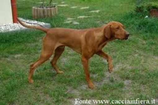 Taggia: cane probabilmente smarrito in regione Ferraie, l'appello di una nostra lettrice Taggia: cane probabilmente smarrito in regione Ferraie, l'appello di una nostra lettrice