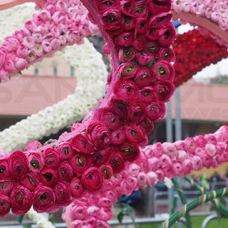 Due giorni all'insegna dei fiori, ecco come divertirsi e cosa vedere in questo secondo week-end di marzo