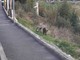 Imperia, troppi animali vaganti: il Comune installa la nuova segnaletica per avvisare i cittadini