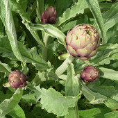 Presidio Slow Food, torna la rassegna gastronomica del carciofo di Perinaldo (Foto)