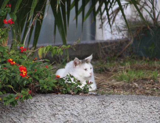 Taggia: le considerazioni di un lettore sul probabile spostamento di una colonia felina di via Borghi