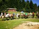 Centro Equestre Val Nervia, grandi prestazioni per tre giovani imperiesi alla finale del campionato regionale di Mercenasco