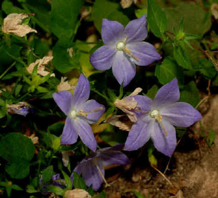 La Campanula di Noli foto Archivio Moreschi Sanremo La Campanula di Noli foto Archivio Moreschi Sanremo