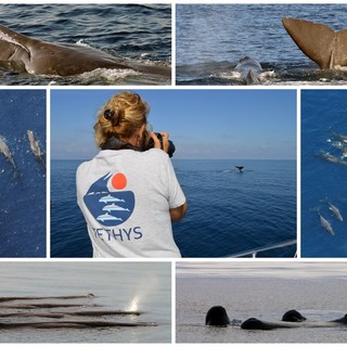 Eccezionali incontri con gruppi di capodogli e neonati: il Santuario dei cetacei ancora più importante per la loro tutela (Foto e Video)