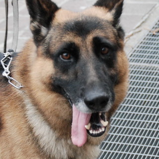 Diano Marina: iniziata la raccolta firme per ottenere una spiaggia attrezzata per cani