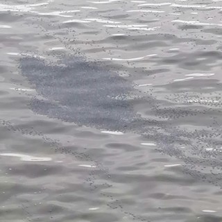 Ventimiglia, "grosse chiazze nere in mare": la segnalazione (Foto) Ventimiglia, "grosse chiazze nere in mare": la segnalazione (Foto)