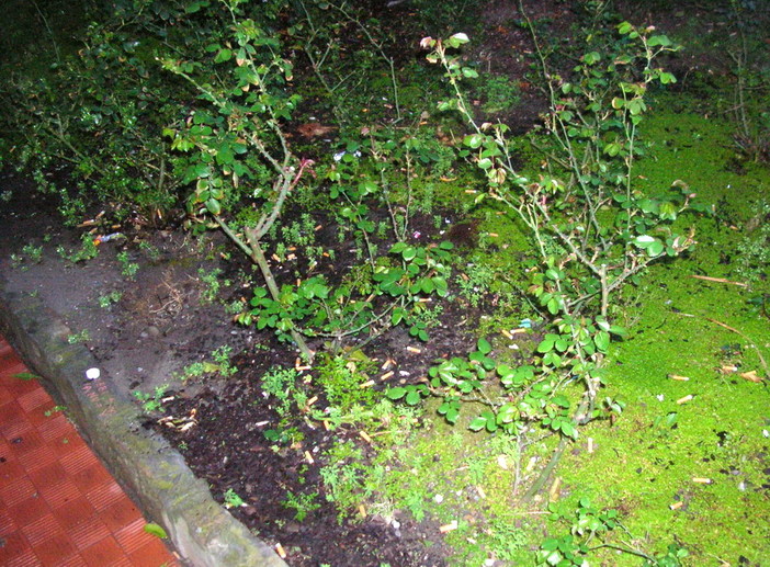 Bordighera: stato di degrado ai giardini del Palazzo del Parco, la segnalazione di una lettrice