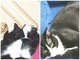 Ventimiglia: il gatto Chaos é stato ritrovato, i ringraziamenti della proprietaria a 'Lally Veg' del gattile