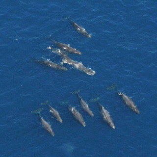 Bordighera approva all'unanimità la nuova carta di partenariato del santuario Pelagos Bordighera approva all'unanimità la nuova carta di partenariato del santuario Pelagos