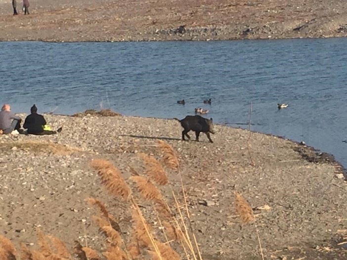 Un cinghiale qualche tempo fa alla foce del Nervia Un cinghiale qualche tempo fa alla foce del Nervia