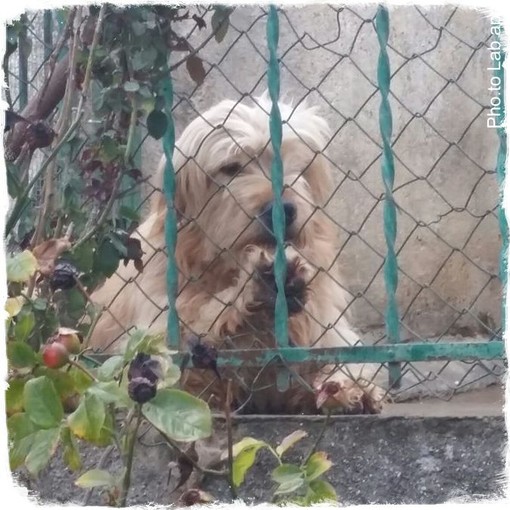 Taggia: sabato da Fortesan raccolta cibo per cani e gatti ospiti del Rifugio Enpa