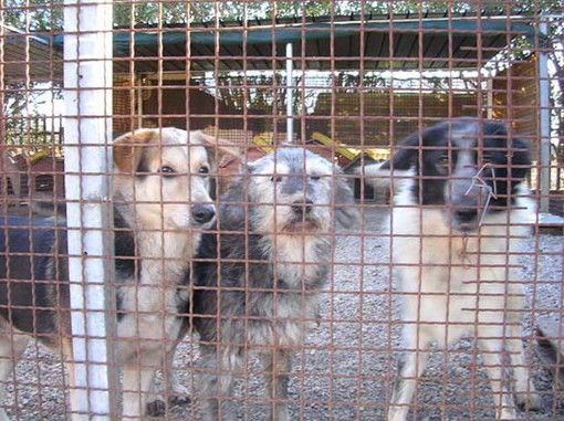 Ventimiglia: Lega del Cane, rinnovato il Consiglio Direttivo Ventimiglia: Lega del Cane, rinnovato il Consiglio Direttivo