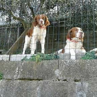 Ceriana: le due cagnoline smarrite mercoledì sono state ritrovate