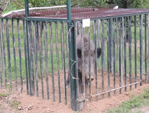 Caccia: la Corte Costituzionale annulla le disposizioni della Regione sulla caccia di contenimento al cinghiale Caccia: la Corte Costituzionale annulla le disposizioni della Regione sulla caccia di contenimento al cinghiale