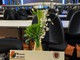 70° Festival di Sanremo: omaggio floreale del Comune di Sanremo per i giornalisti della sala stampa (Foto) 70° Festival di Sanremo: omaggio floreale del Comune di Sanremo per i giornalisti della sala stampa (Foto)